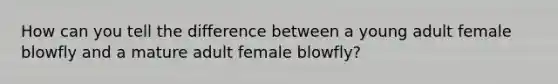 How can you tell the difference between a young adult female blowfly and a mature adult female blowfly?