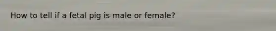 How to tell if a fetal pig is male or female?