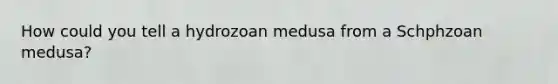 How could you tell a hydrozoan medusa from a Schphzoan medusa?