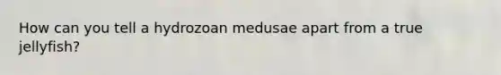 How can you tell a hydrozoan medusae apart from a true jellyfish?