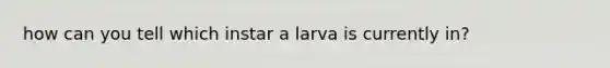 how can you tell which instar a larva is currently in?