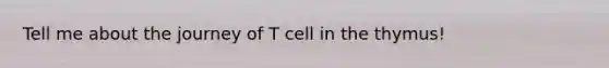 Tell me about the journey of T cell in the thymus!