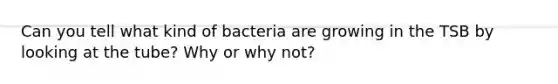 Can you tell what kind of bacteria are growing in the TSB by looking at the tube? Why or why not?