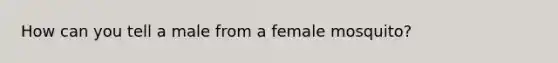 How can you tell a male from a female mosquito?