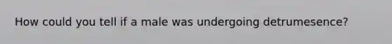 How could you tell if a male was undergoing detrumesence?