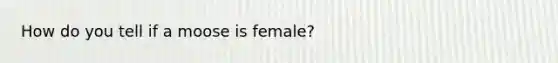 How do you tell if a moose is female?