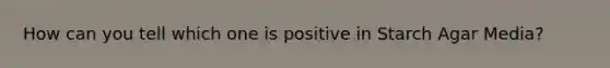 How can you tell which one is positive in Starch Agar Media?