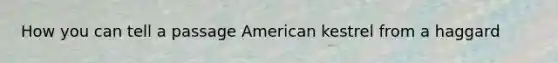 How you can tell a passage American kestrel from a haggard