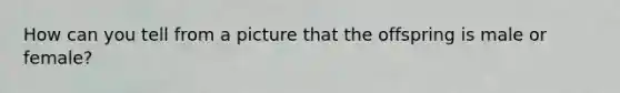 How can you tell from a picture that the offspring is male or female?