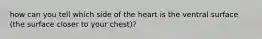 how can you tell which side of the heart is the ventral surface (the surface closer to your chest)?