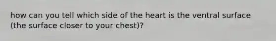 how can you tell which side of the heart is the ventral surface (the surface closer to your chest)?