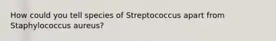 How could you tell species of Streptococcus apart from Staphylococcus aureus?