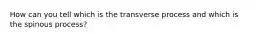 How can you tell which is the transverse process and which is the spinous process?