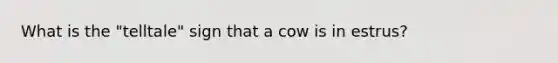 What is the "telltale" sign that a cow is in estrus?