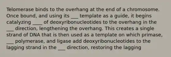 Telomerase binds to the overhang at the end of a chromosome. Once bound, and using its ___ template as a guide, it begins catalyzing ____ of deoxyribonucleotides to the overhang in the ___ direction, lengthening the overhang. This creates a single strand of DNA that is then used as a template on which primase, ___ polymerase, and ligase add deoxyribonucleotides to the lagging strand in the ___ direction, restoring the lagging