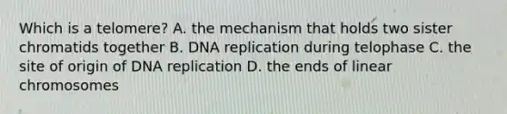 Which is a telomere? A. the mechanism that holds two sister chromatids together B. DNA replication during telophase C. the site of origin of DNA replication D. the ends of linear chromosomes