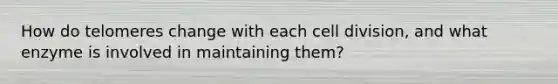 How do telomeres change with each cell division, and what enzyme is involved in maintaining them?