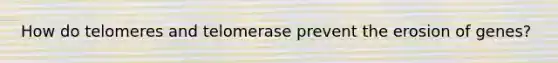 How do telomeres and telomerase prevent the erosion of genes?