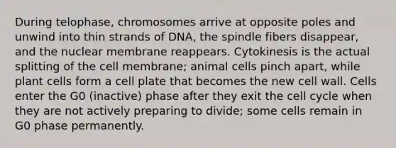 During telophase, chromosomes arrive at opposite poles and unwind into thin strands of DNA, the spindle fibers disappear, and the nuclear membrane reappears. Cytokinesis is the actual splitting of the cell membrane; animal cells pinch apart, while plant cells form a cell plate that becomes the new cell wall. Cells enter the G0 (inactive) phase after they exit the <a href='https://www.questionai.com/knowledge/keQNMM7c75-cell-cycle' class='anchor-knowledge'>cell cycle</a> when they are not actively preparing to divide; some cells remain in G0 phase permanently.