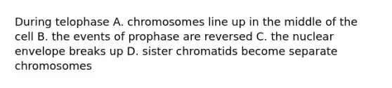 During telophase A. chromosomes line up in the middle of the cell B. the events of prophase are reversed C. the nuclear envelope breaks up D. sister chromatids become separate chromosomes