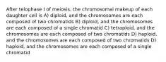 After telophase I of meiosis, the chromosomal makeup of each daughter cell is A) diploid, and the chromosomes are each composed of two chromatids B) diploid, and the chromosomes are each composed of a single chromatid C) tetraploid, and the chromosomes are each composed of two chromatids D) haploid, and the chromosomes are each composed of two chromatids D) haploid, and the chromosomes are each composed of a single chromatid