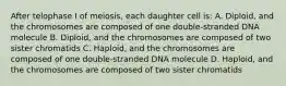 After telophase I of meiosis, each daughter cell is: A. Diploid, and the chromosomes are composed of one double-stranded DNA molecule B. Diploid, and the chromosomes are composed of two sister chromatids C. Haploid, and the chromosomes are composed of one double-stranded DNA molecule D. Haploid, and the chromosomes are composed of two sister chromatids