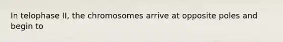 In telophase II, the chromosomes arrive at opposite poles and begin to