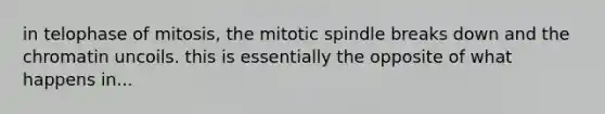 in telophase of mitosis, the mitotic spindle breaks down and the chromatin uncoils. this is essentially the opposite of what happens in...