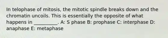 In telophase of mitosis, the mitotic spindle breaks down and the chromatin uncoils. This is essentially the opposite of what happens in __________. A: S phase B: prophase C: interphase D: anaphase E: metaphase