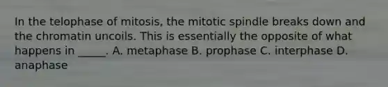 In the telophase of mitosis, the mitotic spindle breaks down and the chromatin uncoils. This is essentially the opposite of what happens in _____. A. metaphase B. prophase C. interphase D. anaphase