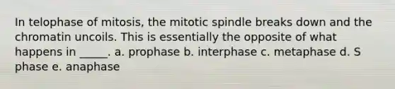 In telophase of mitosis, the mitotic spindle breaks down and the chromatin uncoils. This is essentially the opposite of what happens in _____. a. prophase b. interphase c. metaphase d. S phase e. anaphase