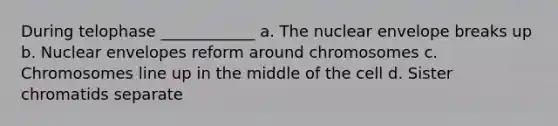 During telophase ____________ a. The nuclear envelope breaks up b. Nuclear envelopes reform around chromosomes c. Chromosomes line up in the middle of the cell d. Sister chromatids separate