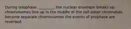 During telophase, ________. the nuclear envelope breaks up chromosomes line up in the middle of the cell sister chromatids become separate chromosomes the events of prophase are reversed