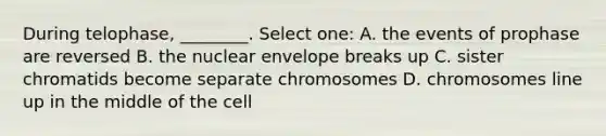 During telophase, ________. Select one: A. the events of prophase are reversed B. the nuclear envelope breaks up C. sister chromatids become separate chromosomes D. chromosomes line up in the middle of the cell