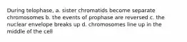 During telophase, a. sister chromatids become separate chromosomes b. the events of prophase are reversed c. the nuclear envelope breaks up d. chromosomes line up in the middle of the cell