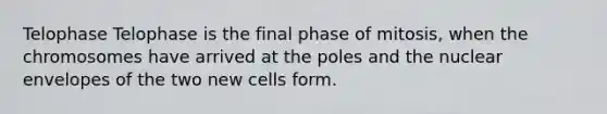 Telophase Telophase is the final phase of mitosis, when the chromosomes have arrived at the poles and the nuclear envelopes of the two new cells form.