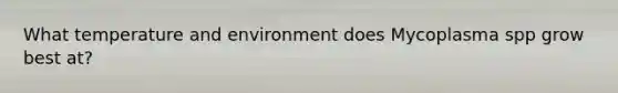 What temperature and environment does Mycoplasma spp grow best at?