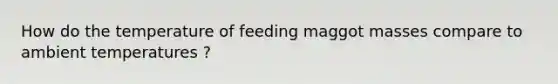 How do the temperature of feeding maggot masses compare to ambient temperatures ?