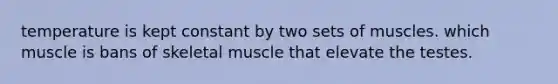 temperature is kept constant by two sets of muscles. which muscle is bans of skeletal muscle that elevate the testes.