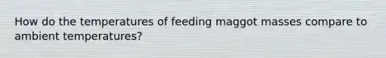 How do the temperatures of feeding maggot masses compare to ambient temperatures?​