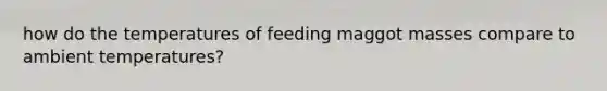 how do the temperatures of feeding maggot masses compare to ambient temperatures?