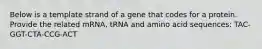 Below is a template strand of a gene that codes for a protein. Provide the related mRNA, tRNA and amino acid sequences: TAC-GGT-CTA-CCG-ACT