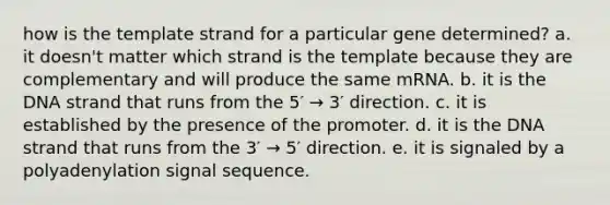 how is the template strand for a particular gene determined? a. it doesn't matter which strand is the template because they are complementary and will produce the same mRNA. b. it is the DNA strand that runs from the 5′ → 3′ direction. c. it is established by the presence of the promoter. d. it is the DNA strand that runs from the 3′ → 5′ direction. e. it is signaled by a polyadenylation signal sequence.