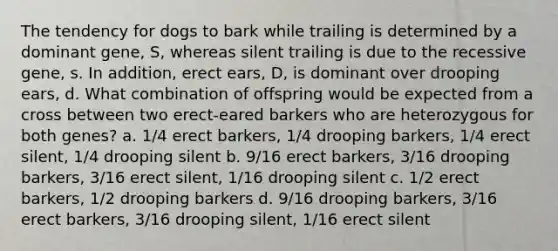 The tendency for dogs to bark while trailing is determined by a dominant gene, S, whereas silent trailing is due to the recessive gene, s. In addition, erect ears, D, is dominant over drooping ears, d. What combination of offspring would be expected from a cross between two erect-eared barkers who are heterozygous for both genes? a. 1/4 erect barkers, 1/4 drooping barkers, 1/4 erect silent, 1/4 drooping silent b. 9/16 erect barkers, 3/16 drooping barkers, 3/16 erect silent, 1/16 drooping silent c. 1/2 erect barkers, 1/2 drooping barkers d. 9/16 drooping barkers, 3/16 erect barkers, 3/16 drooping silent, 1/16 erect silent