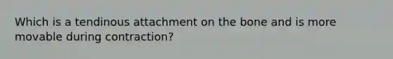 Which is a tendinous attachment on the bone and is more movable during contraction?