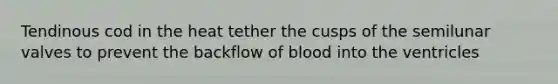 Tendinous cod in the heat tether the cusps of the semilunar valves to prevent the backflow of blood into the ventricles