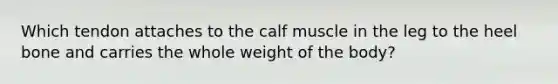 Which tendon attaches to the calf muscle in the leg to the heel bone and carries the whole weight of the body?