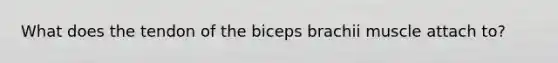 What does the tendon of the biceps brachii muscle attach to?