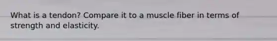 What is a tendon? Compare it to a muscle fiber in terms of strength and elasticity.