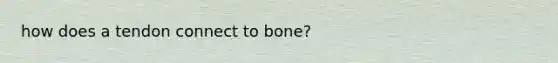 how does a tendon connect to bone?